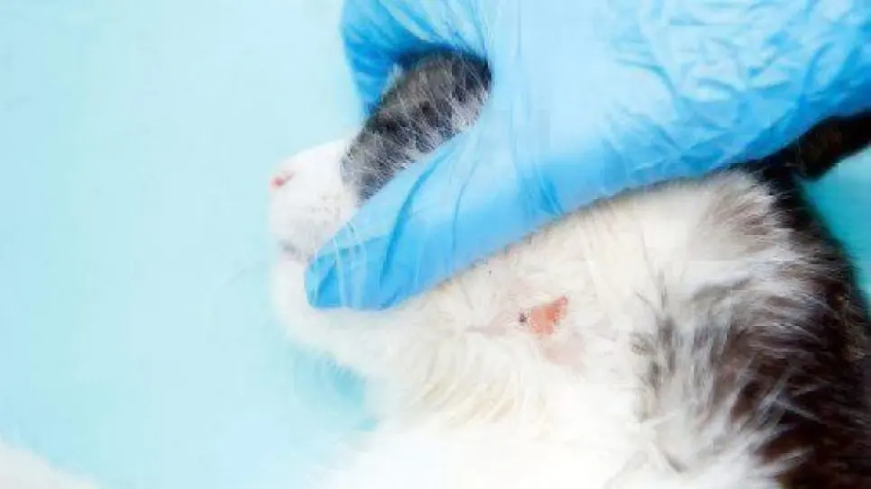 사진출처 healthypaws / 구글
