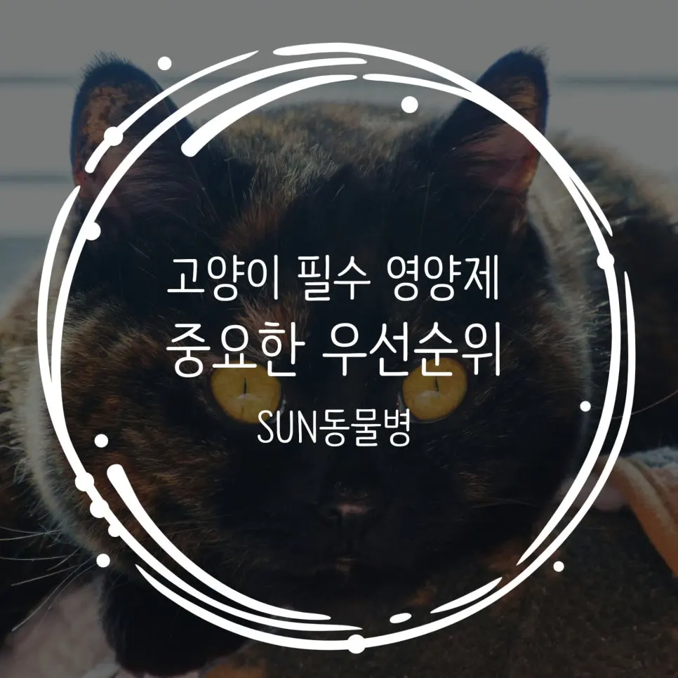 고양이 영양제 우선순위, 무엇부터 챙겨야할까요?