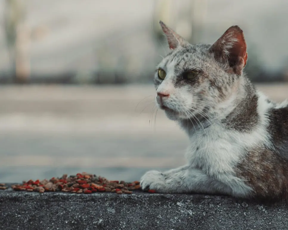 고양이 영양제 우선순위, 무엇부터 챙겨야할까요?
