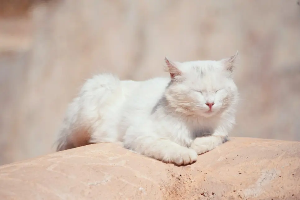 고양이 영양제 우선순위, 무엇부터 챙겨야할까요?