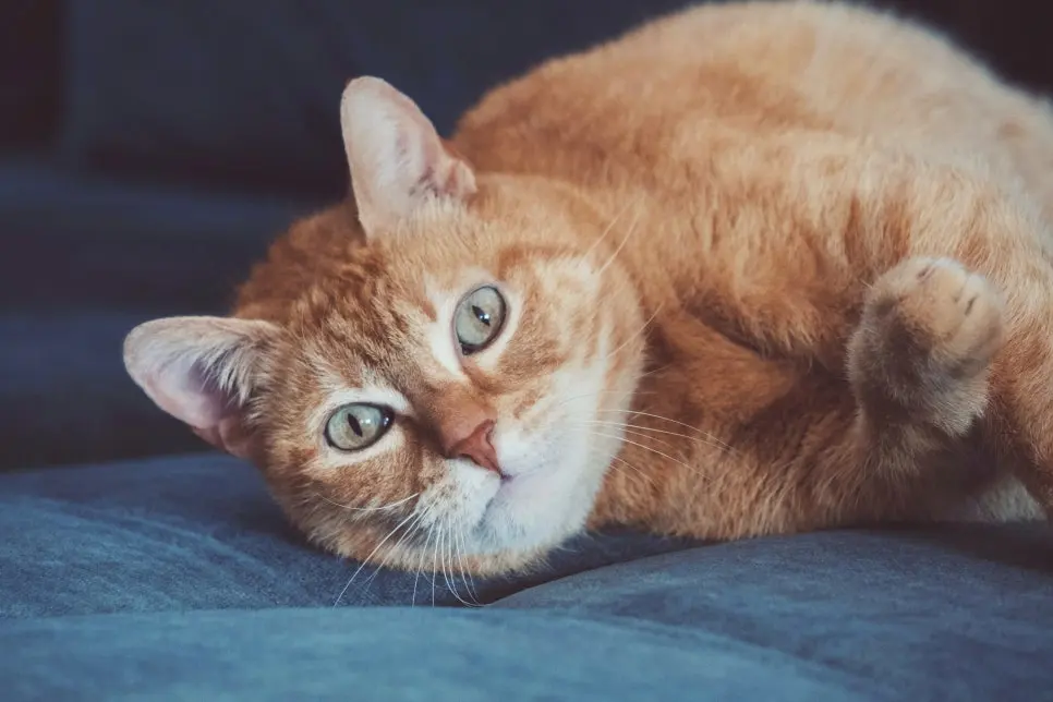 고양이 영양제 우선순위, 무엇부터 챙겨야할까요?