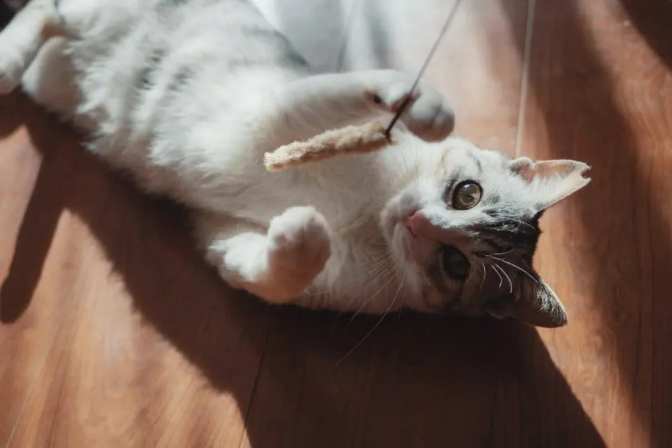 고양이 영양제 우선순위, 무엇부터 챙겨야할까요?