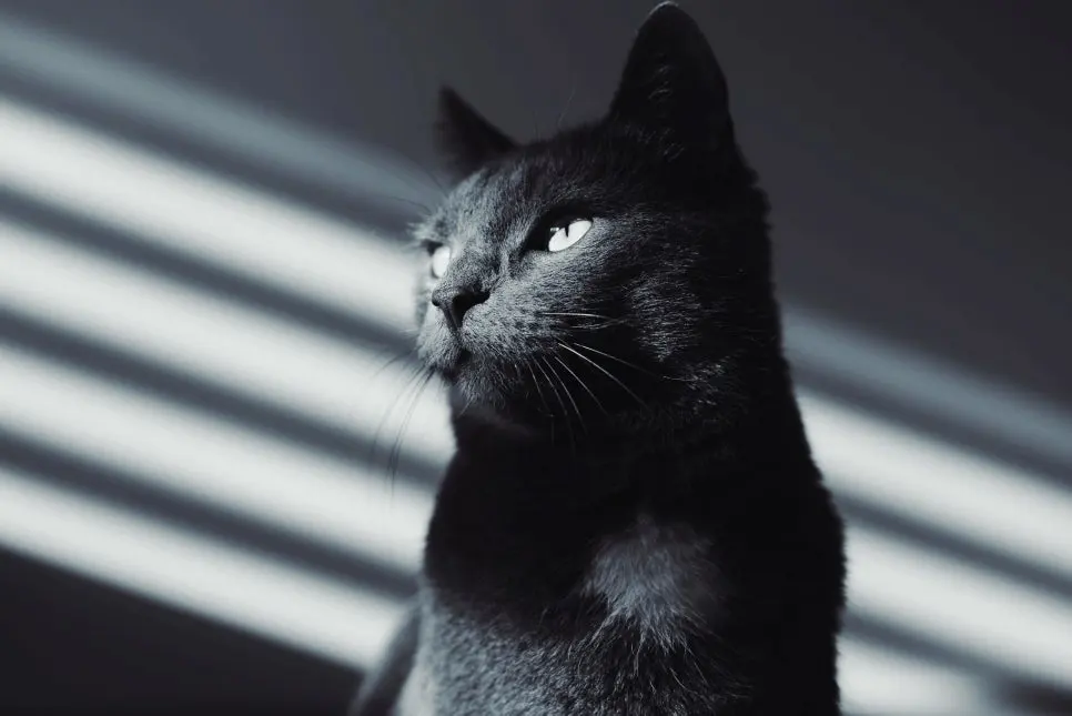 고양이 영양제 우선순위, 무엇부터 챙겨야할까요?