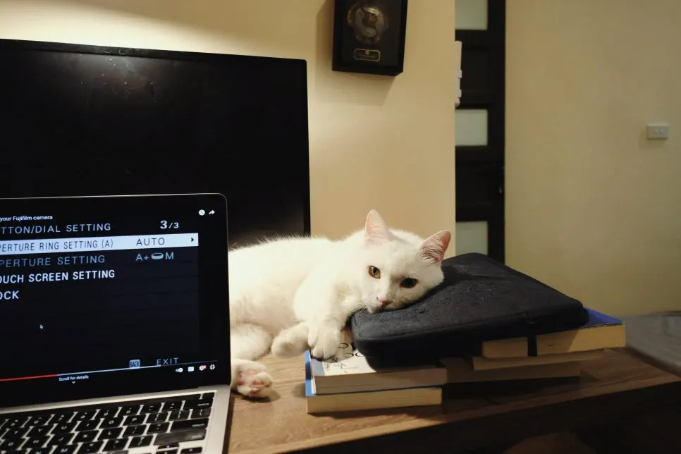 고양이 영양제 우선순위, 무엇부터 챙겨야할까요?