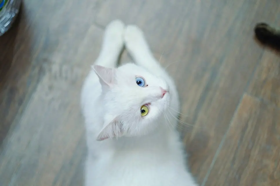 고양이 영양제 우선순위, 무엇부터 챙겨야할까요?