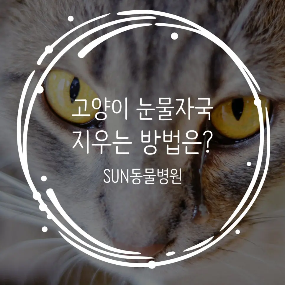 고양이 눈물자국 지우는 방법 현실적인 팁