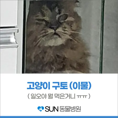 고양이 구토 - 이물