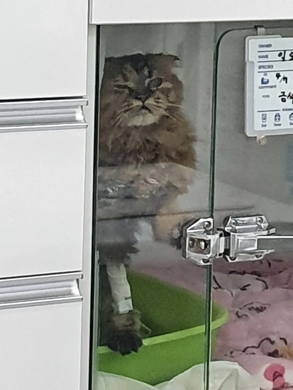 고양이 구토 - 이물