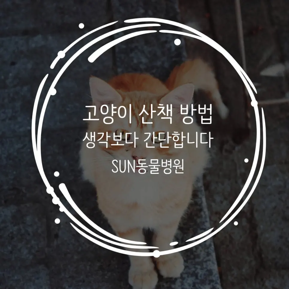 고양이 산책시키는 방법 : 안전하게 시작하는 단계별 가이드