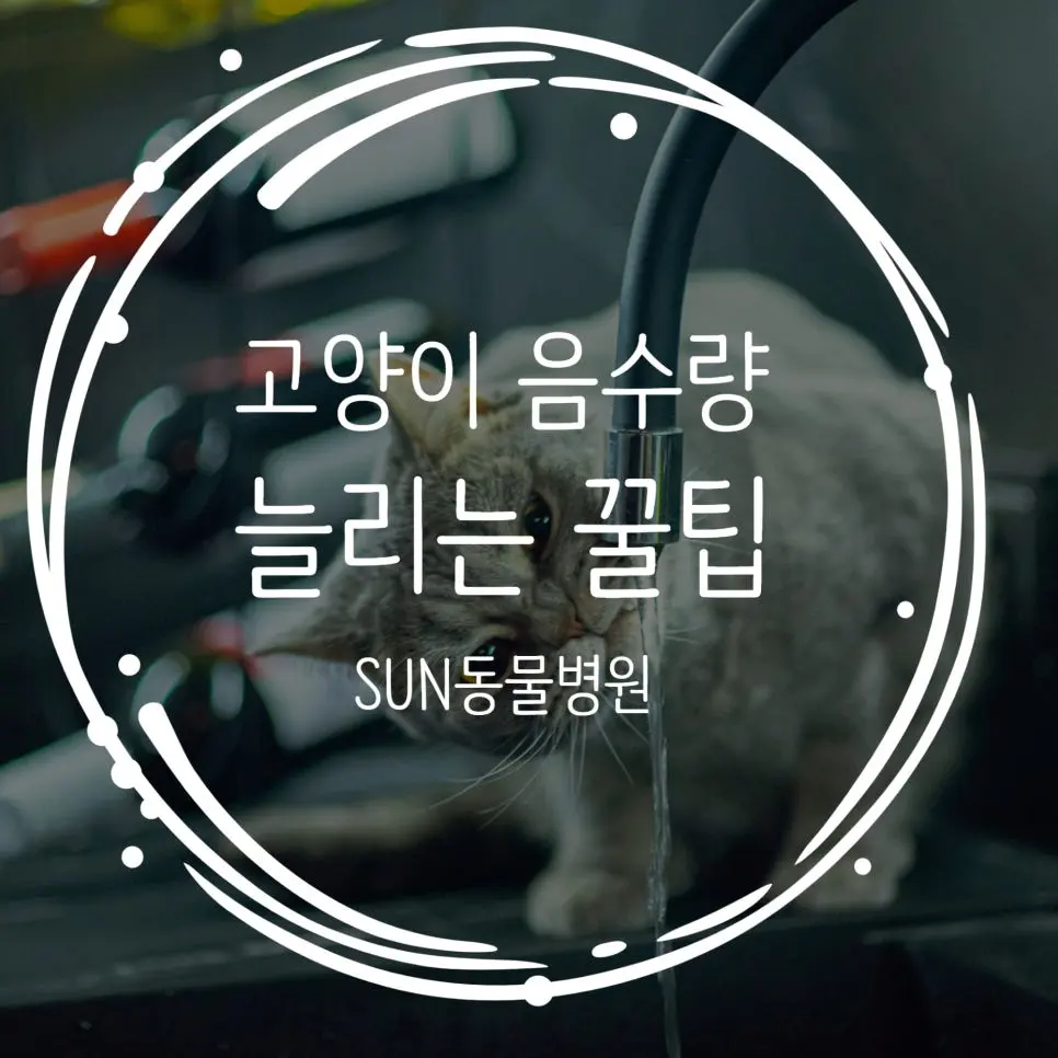 전문가가 알려주는 고양이 음수량 늘리기 팁