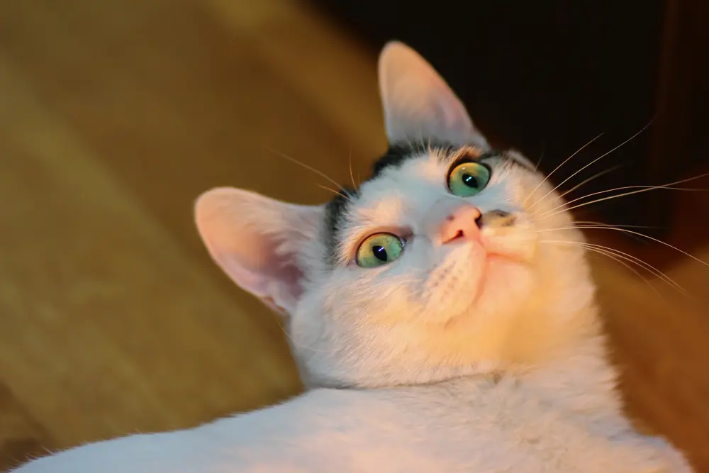 고양이수염이 하는 역할은?