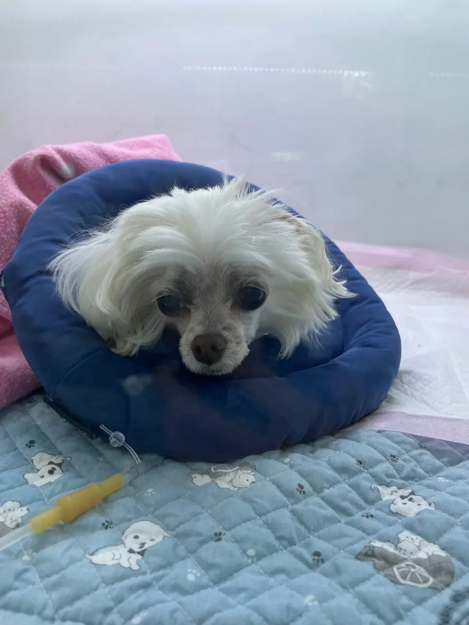 충주 동물 유선종양병원 신중히 선택하세요