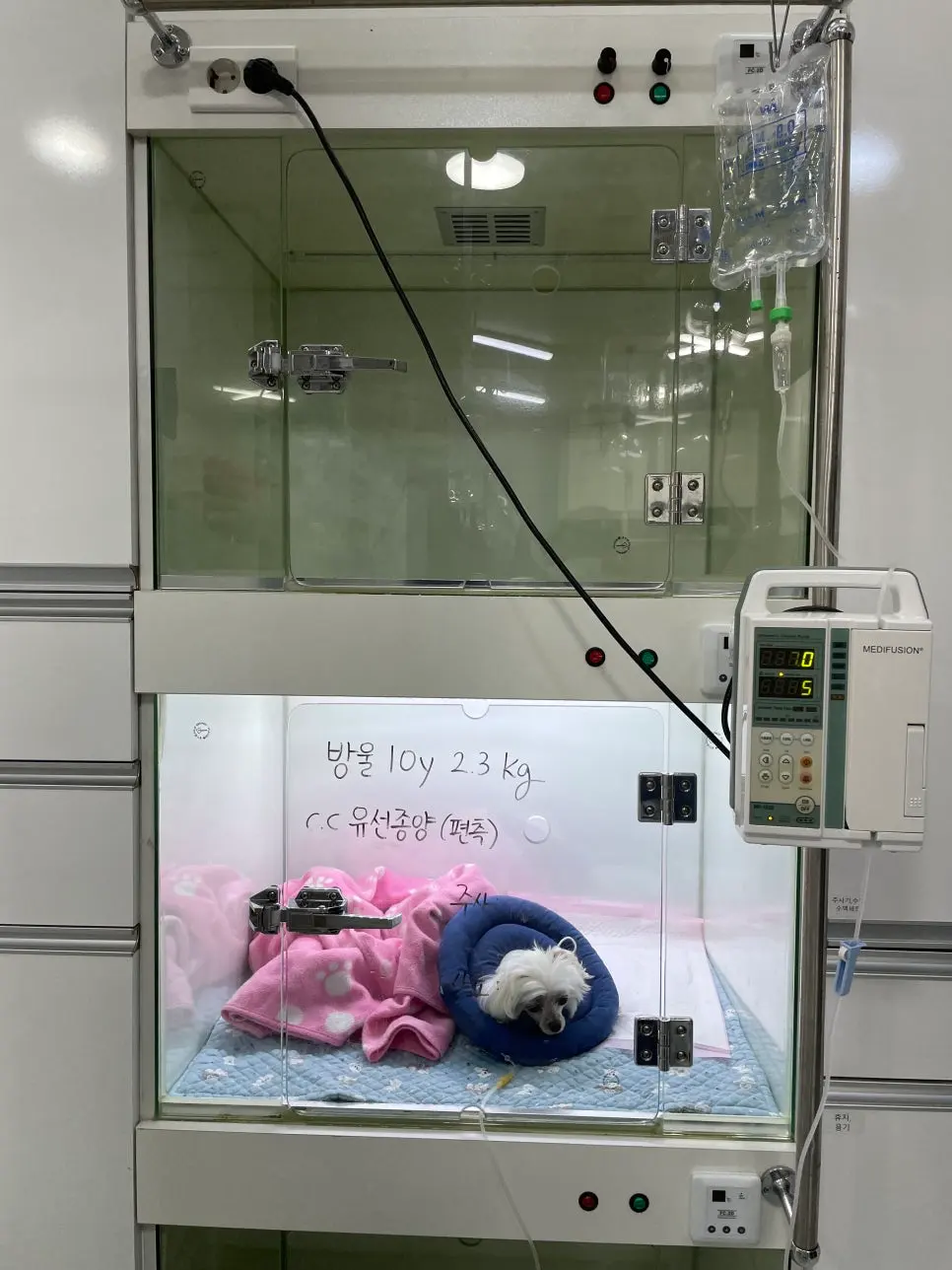 충주 동물 유선종양병원 신중히 선택하세요