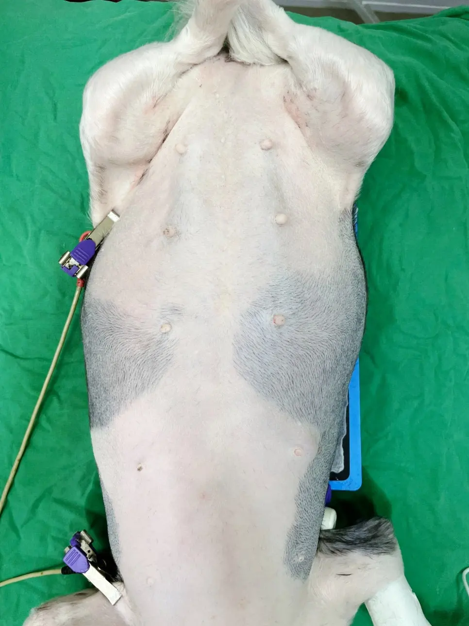 대전 반려동물 유선종양 병원 전국에서 오는 곳