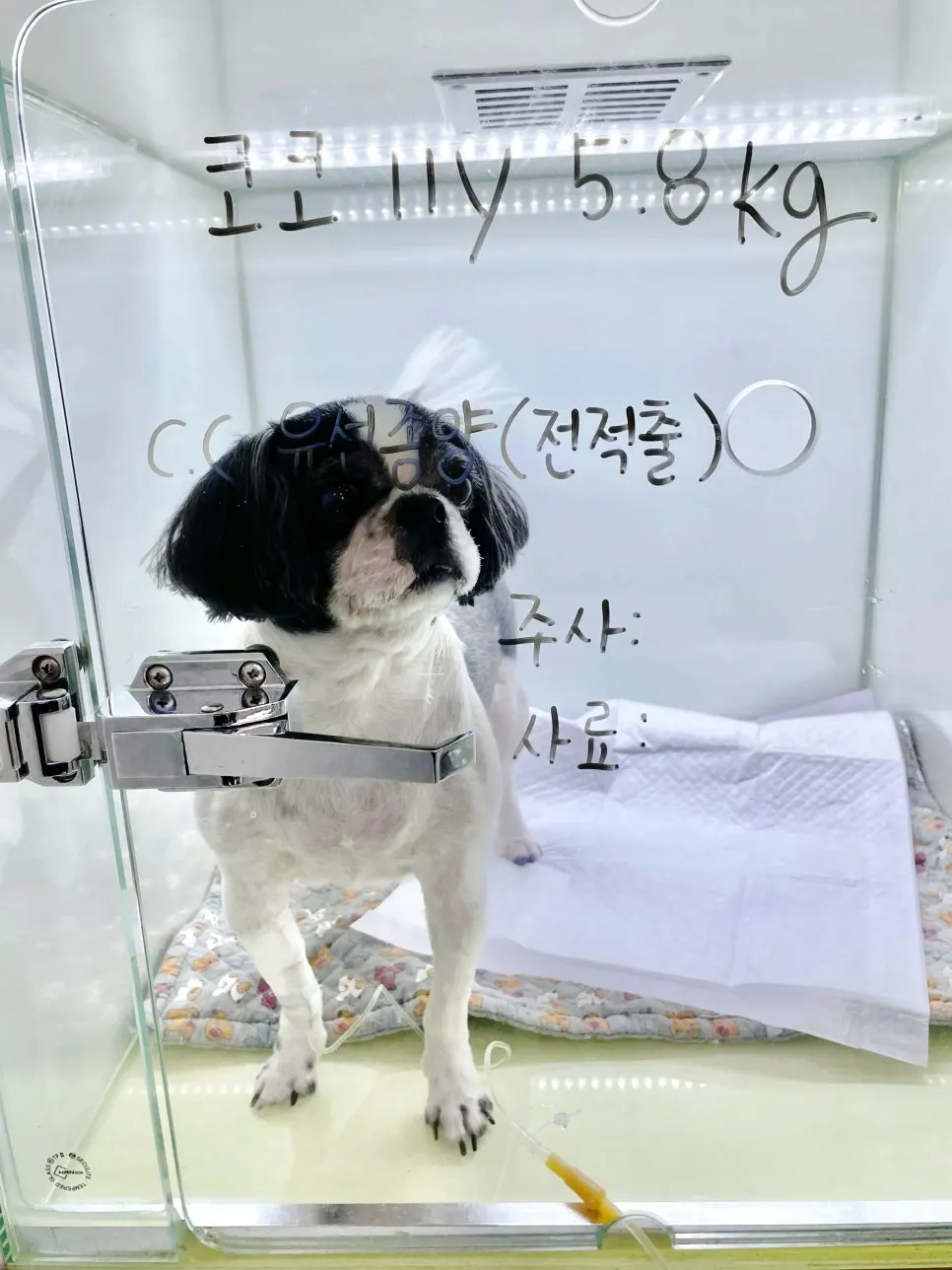 대전 반려동물 유선종양 병원 전국에서 오는 곳