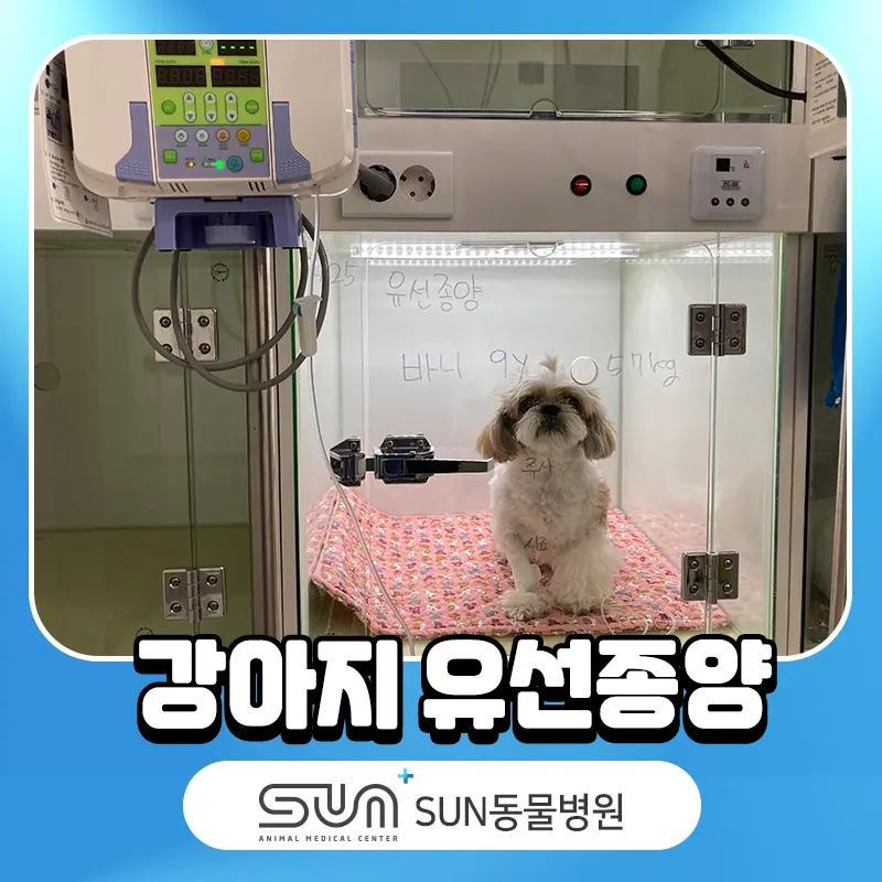 강아지배에혹 생겼어요! 유선종양 증상 및 수술 방법