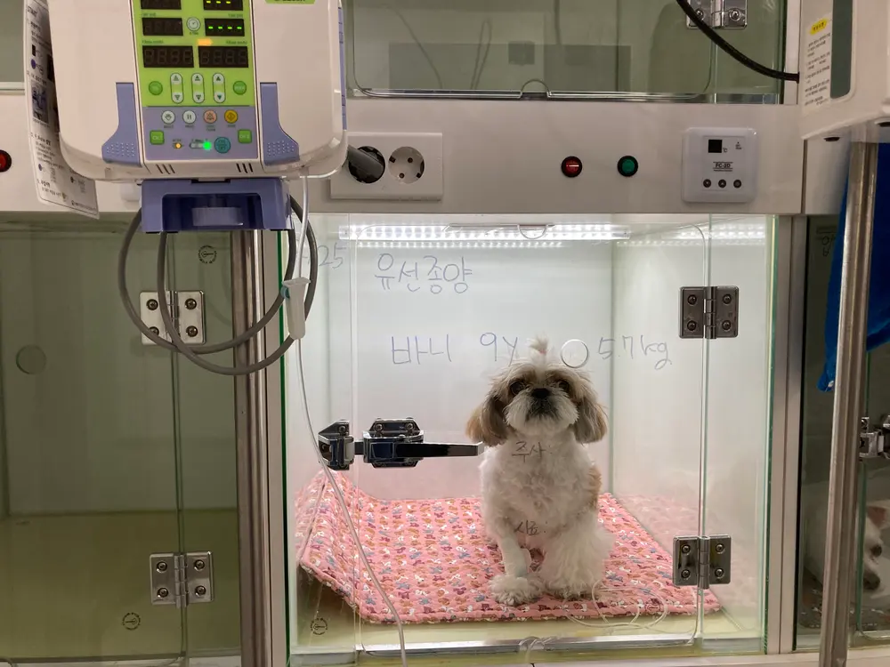 강아지배에혹 생겼어요! 유선종양 증상 및 수술 방법