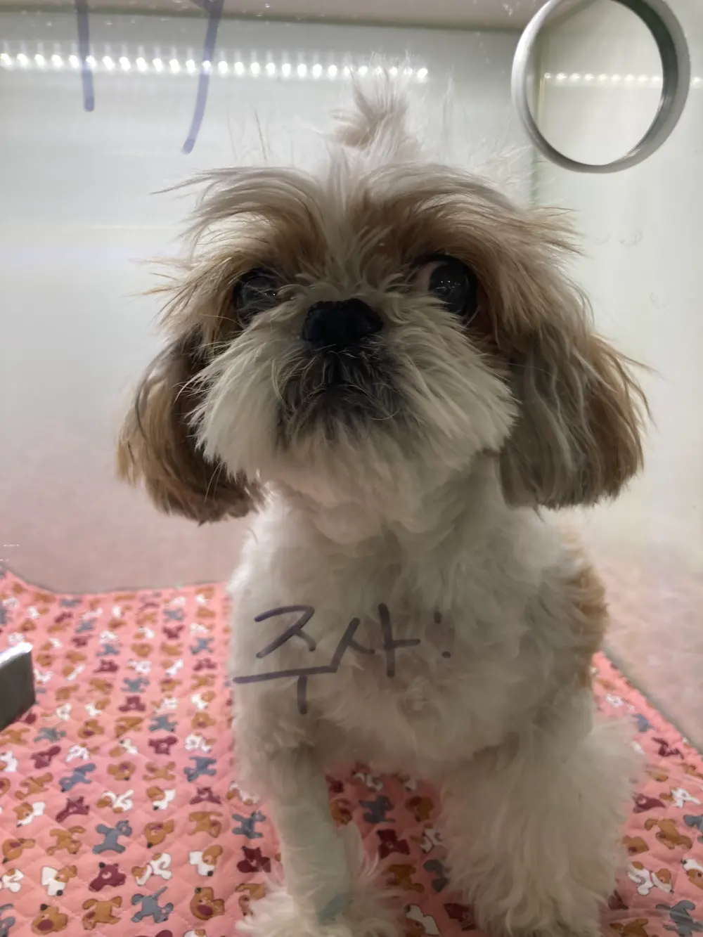 강아지배에혹 생겼어요! 유선종양 증상 및 수술 방법