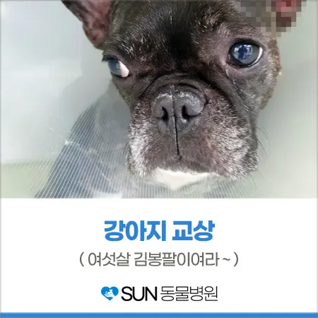 6살 강아지 교상