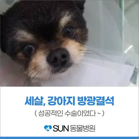 3살 강아지 방광결석