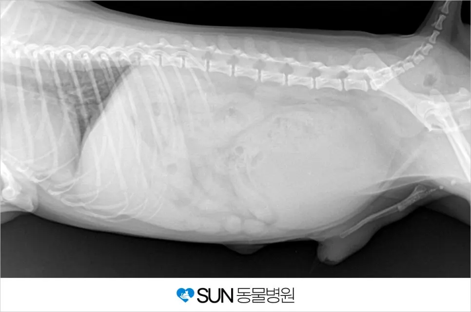 3살 강아지 방광결석