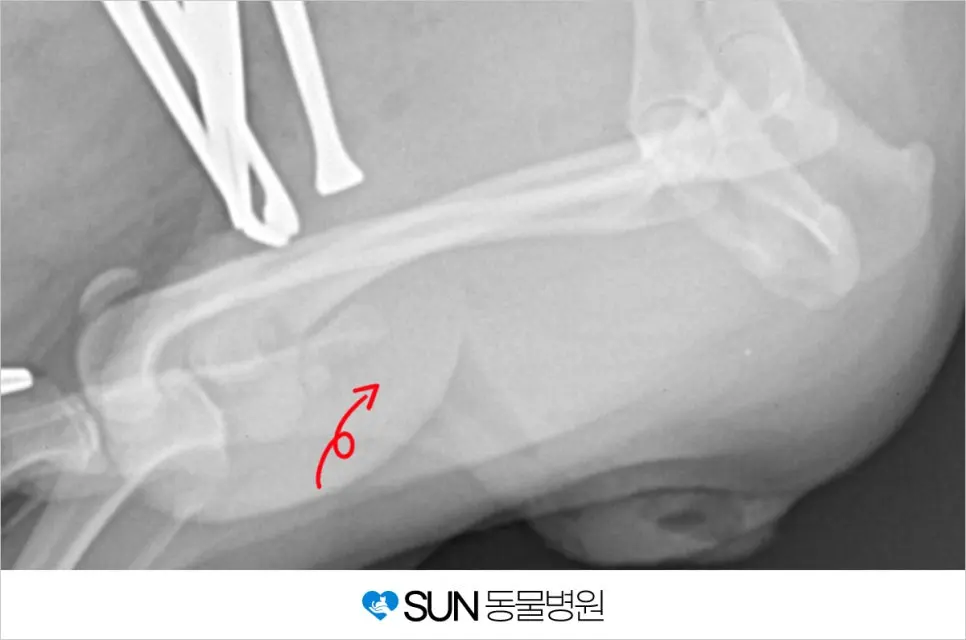 3살 강아지 방광결석