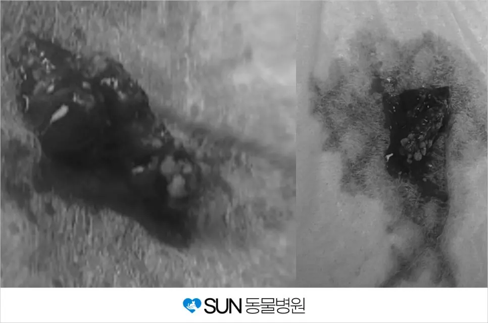 3살 강아지 방광결석