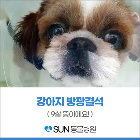 9살 강아지 방광결석