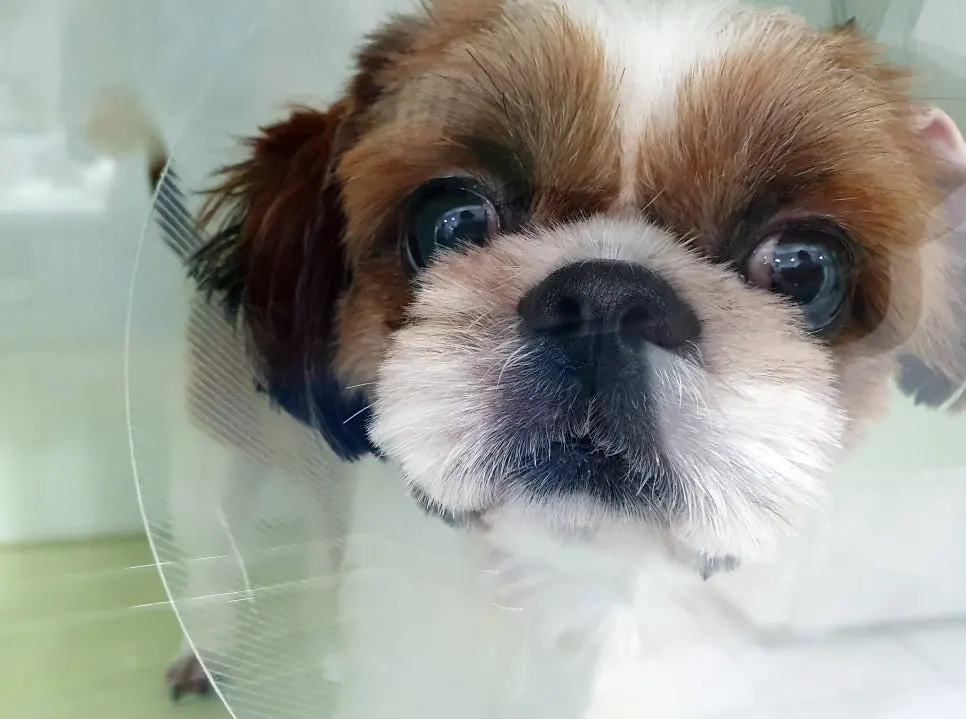 9살 강아지 방광결석