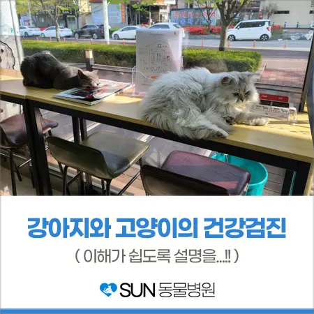 강아지, 고양이 건강검진