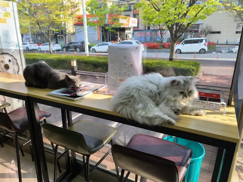 강아지, 고양이 건강검진