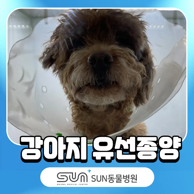 강아지 가슴에 혹 같은 게 만져진다면? 유선종양을 의심해보세요!