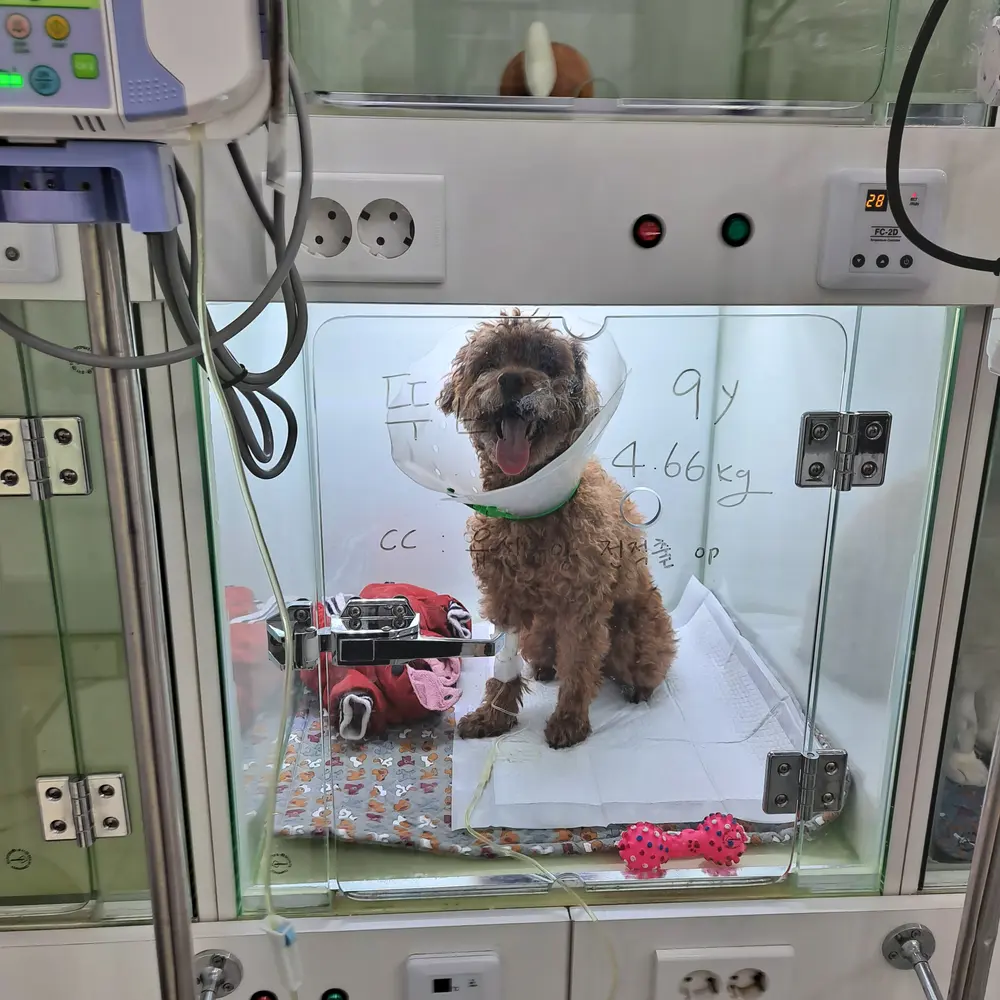 강아지 가슴에 혹 같은 게 만져진다면? 유선종양을 의심해보세요!