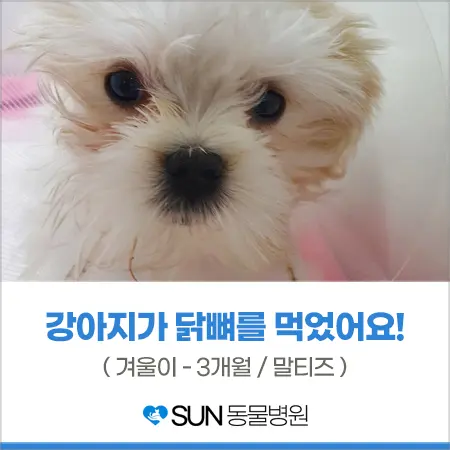 강아지가 닭뼈를 먹었어요?!