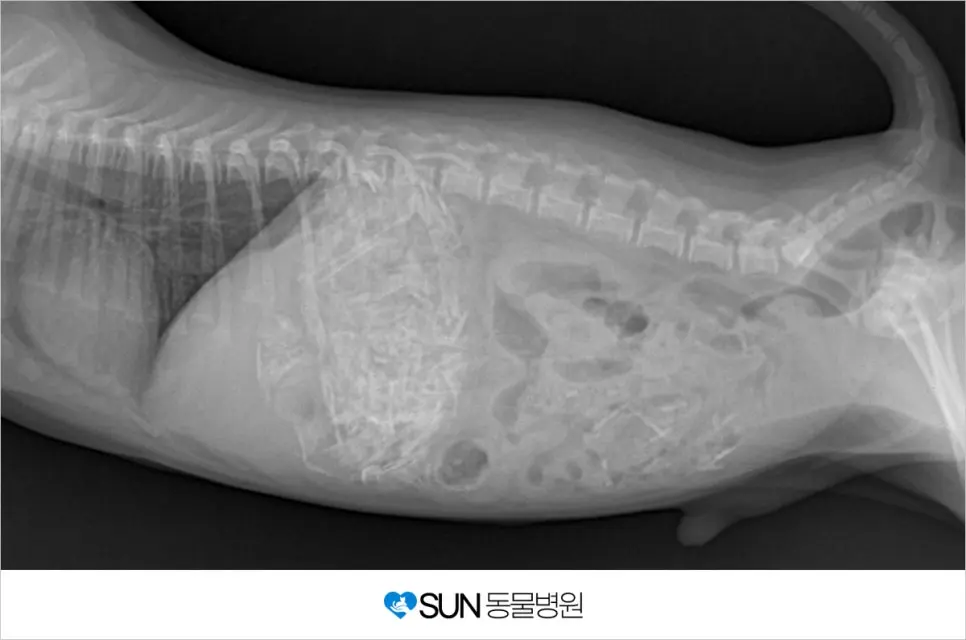 강아지가 닭뼈를 먹었어요?!