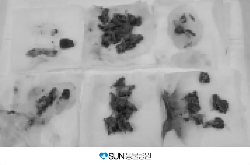 강아지가 닭뼈를 먹었어요?!
