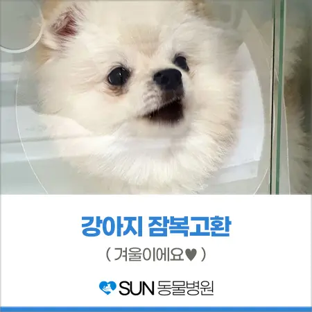 1살 남아 강아지 잠복고환