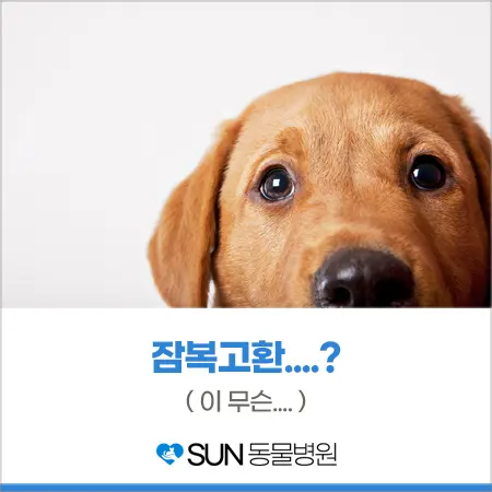 Hoxy.. 우리 집 반려견도 잠복고환...?