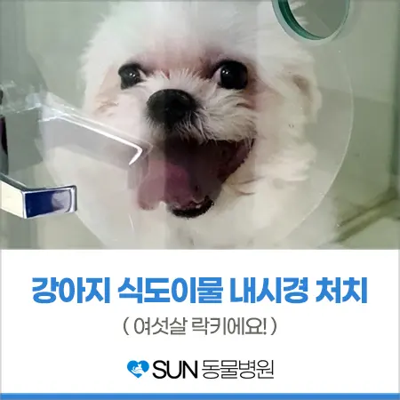 6살 강아지 식도이물 내시경처치
