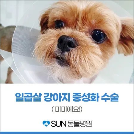 7살 여아 강아지 중성화 수술
