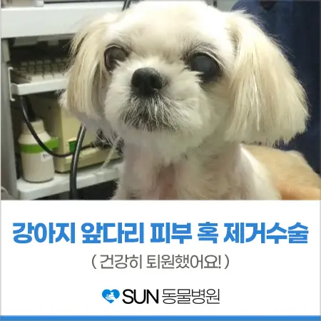 강아지 앞다리 피부 혹 제거 수술