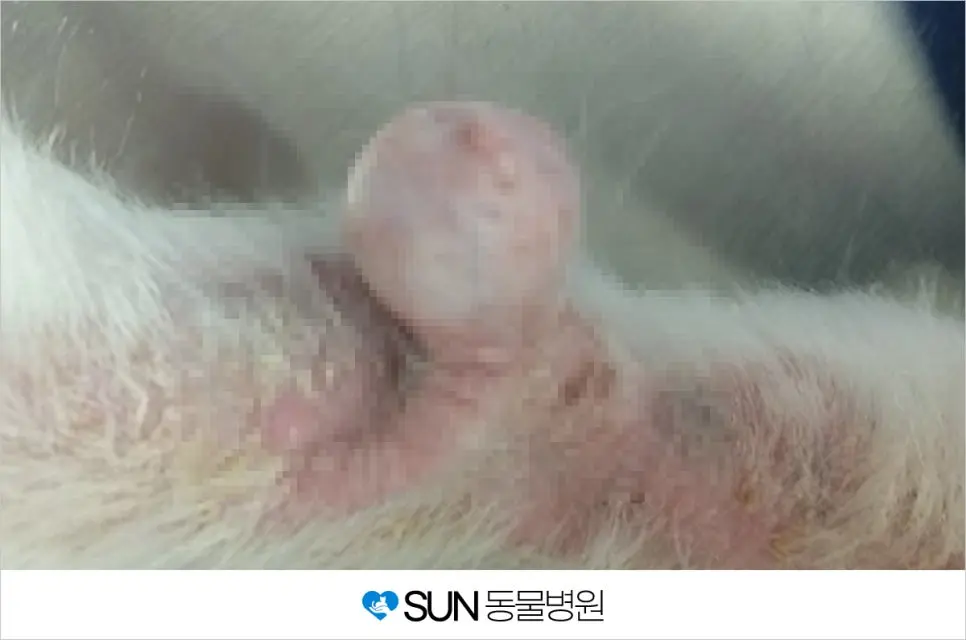 강아지 앞다리 피부 혹 제거 수술