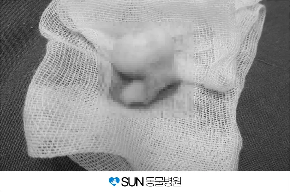 강아지 앞다리 피부 혹 제거 수술