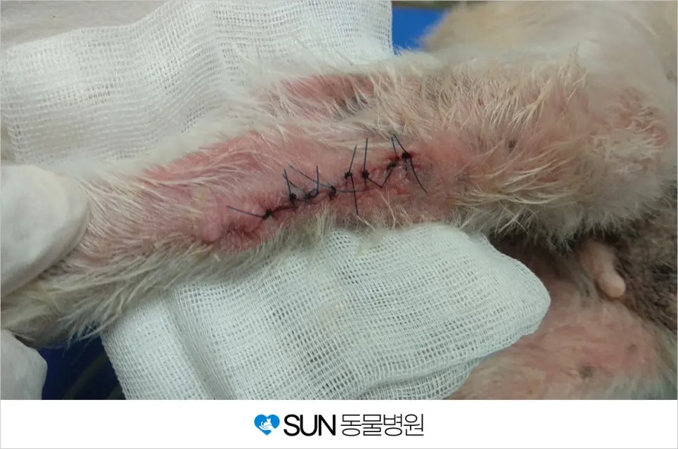 강아지 앞다리 피부 혹 제거 수술