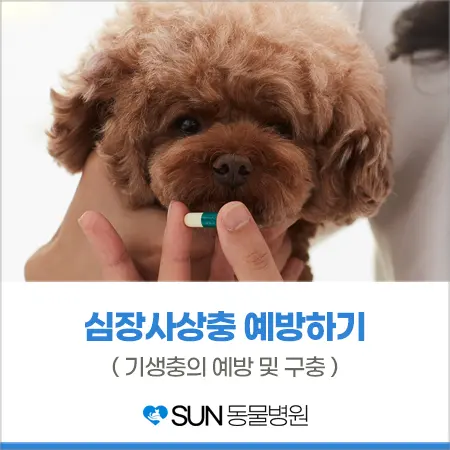강아지 심장사상충 예방하기 중요해요!