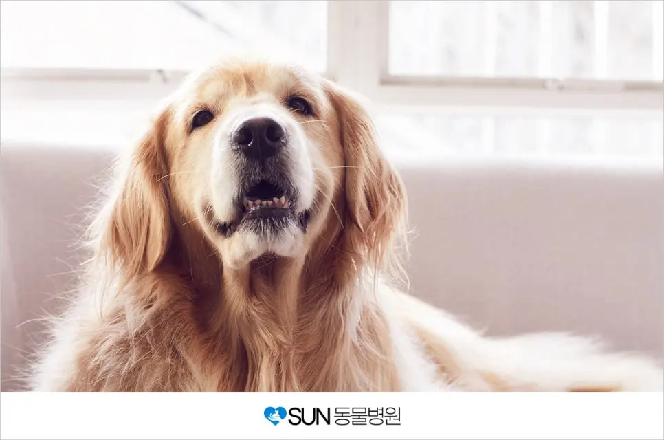 강아지 심장사상충 예방하기 중요해요!