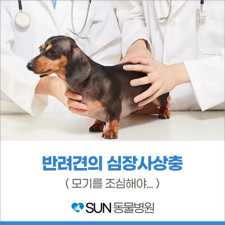 반려견의 건강을 위협하는 심장 사상충