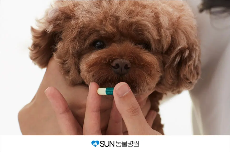 반려견의 건강을 위협하는 심장 사상충
