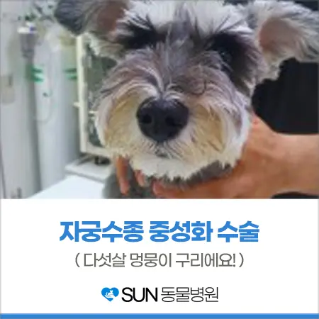 5살 강아지 자궁수종 중성화 수술