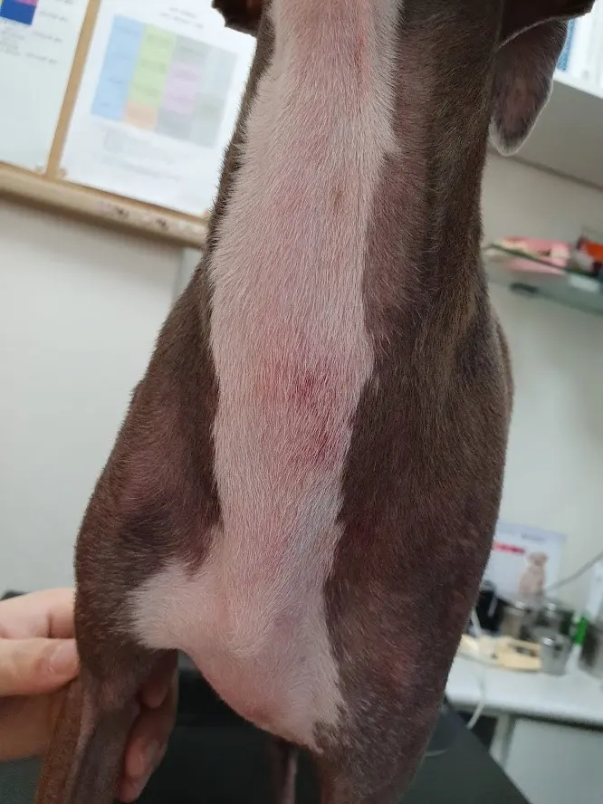 주사 맞기 전 / 주사 맞은 후